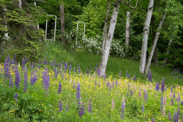 blog2B12Bwildflowers2Band2BCT.jpg