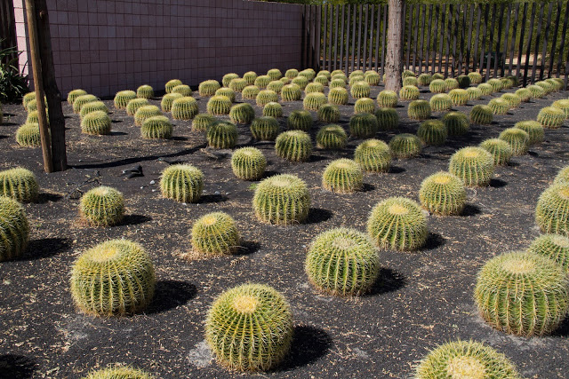 cactus2Brows2C2BSunnylands.jpg cactus2Brows2C2BSunnylands.jpg