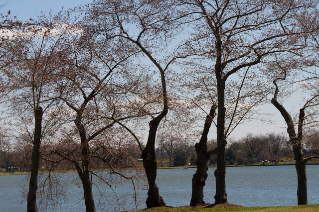 cherry2Btrees2B2.jpg
