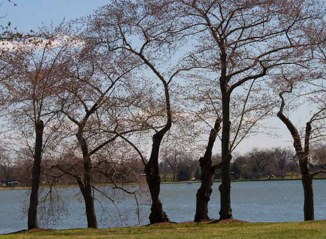 cherry2Btrees2B2.jpg cherry2Btrees2B2.jpg