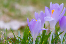 crocus2Bpale.jpg