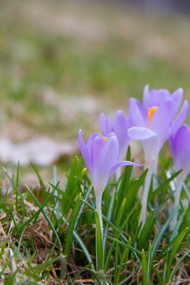 crocus2Bpale.jpg crocus2Bpale.jpg