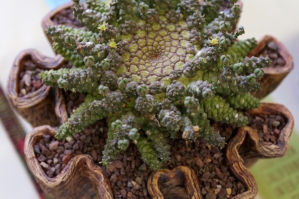 Euphorbia-gorgonis.jpg