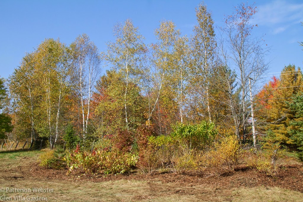 This photo from autumn 2014 shows the shrubs just beginning to come into their own.
