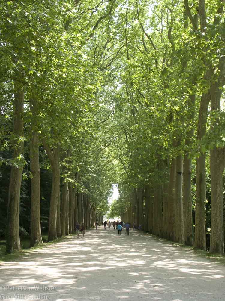 A tree-lined drive leads to Chateau Chenonceau.