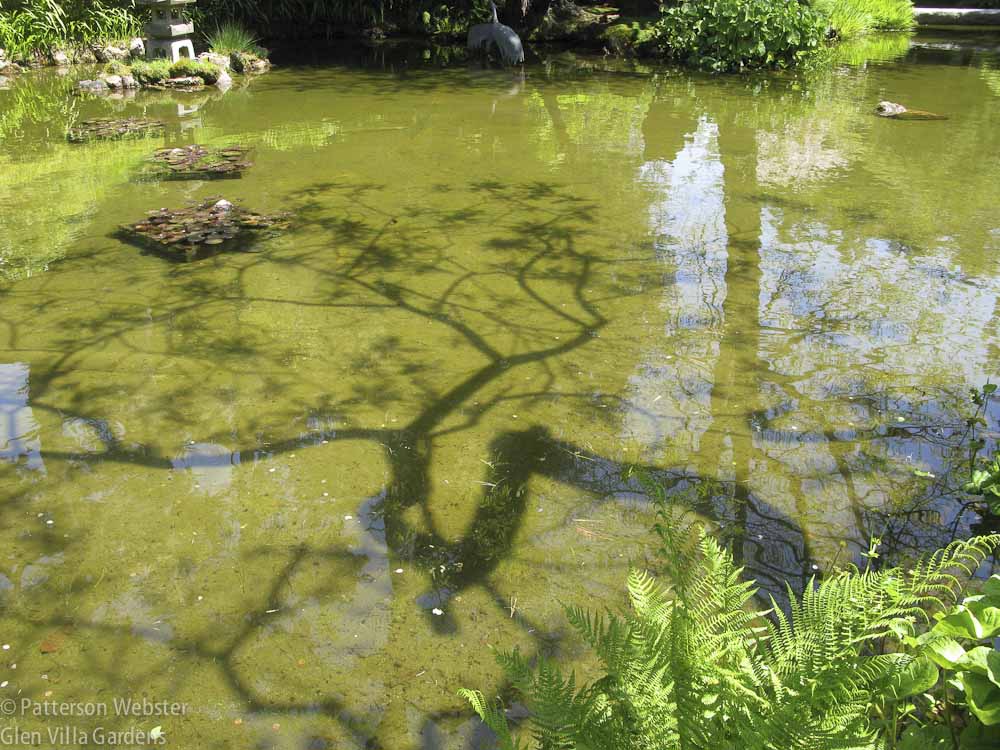 A twisted tree is reflected in the water in a San Francisco garden.  