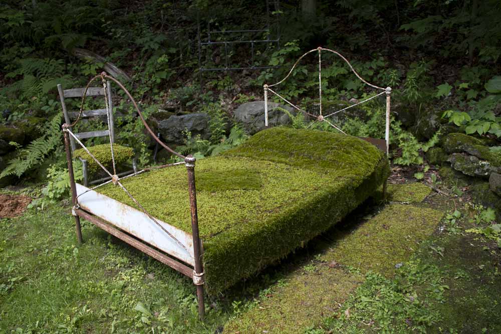 Moss forms a quilt on an old iron frame bed.