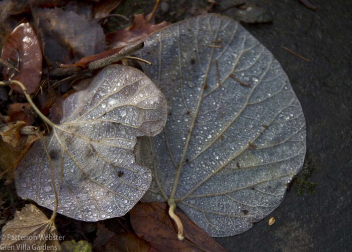 Drops of water on the back sides of two leaves make an appealing sight on a gloomy day.