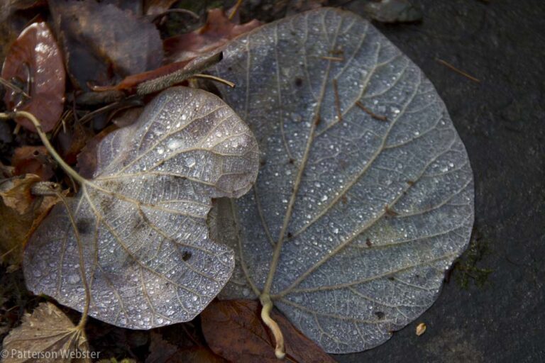 Drops of water on the back sides of two leaves make an appealing sight on a gloomy day.