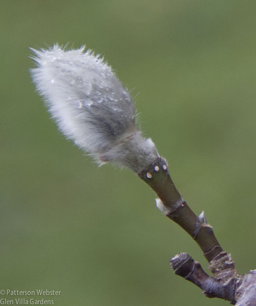 A fuzzy magnolia bud: a promise of spring.