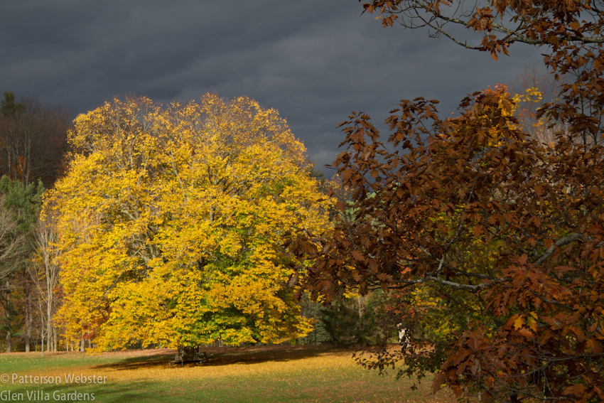 On some autumn days the tree glows like spun gold.