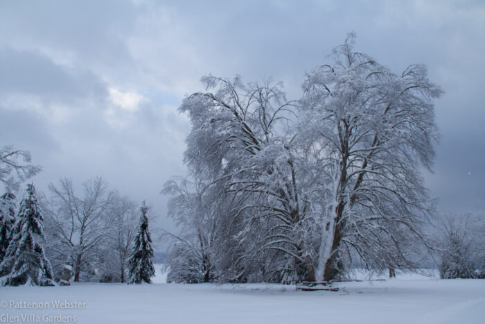 The linden just after last year