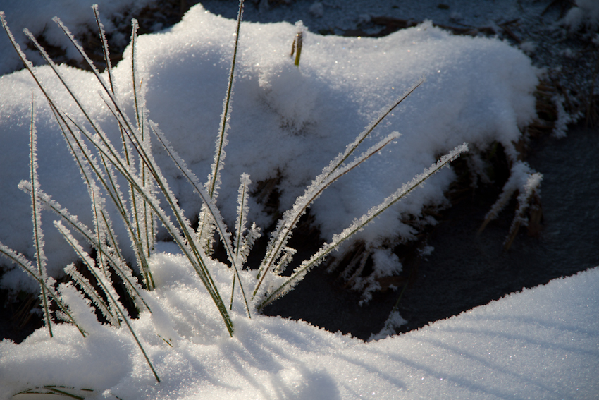 Ordinary grasses are transformed into tiny sculptures when first coated with snow and ice. 