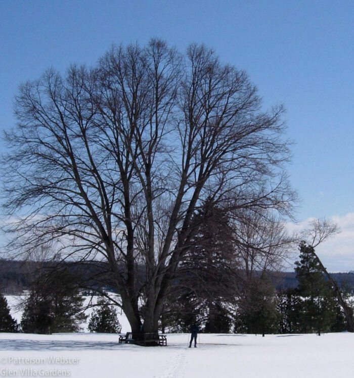This is how the linden might be looking today. Notice the figure next to it -- he is about 6 ft tall, which gives you an idea of the height of the tree, around 60 ft.