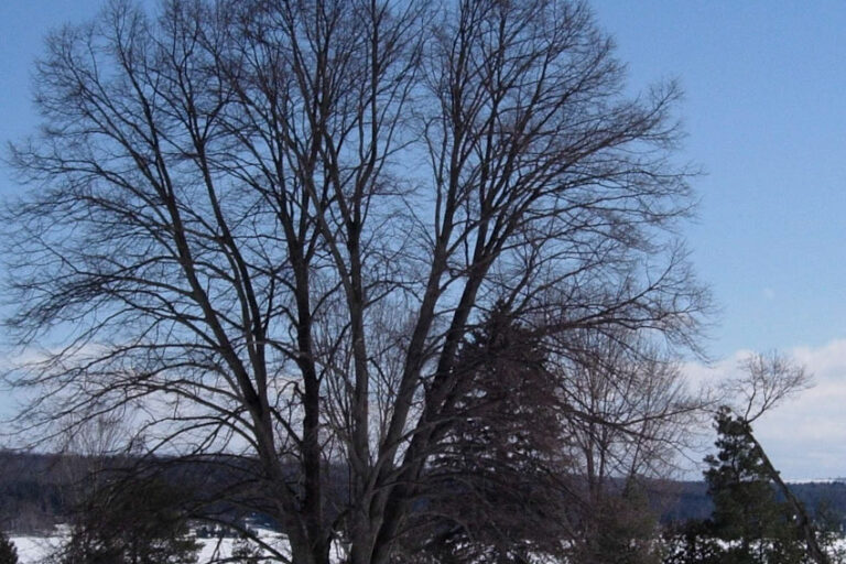 This is how the linden might be looking today. Notice the figure next to it — he is about 6 ft tall, which gives you an idea of the height of the tree, around 60 ft. This is how the linden might be looking today. Notice the figure next to it -- he is about 6 ft tall, which gives you an idea of the height of the tree, around 60 ft.