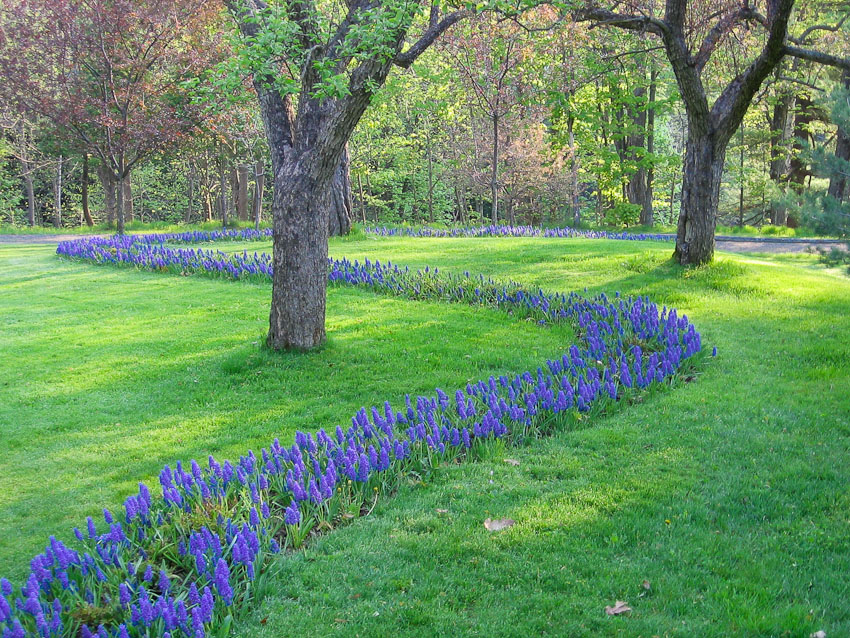 The band of muscari that whips its way across the grass at Glen Villa was inspired by a photograph on the front of a garden catalogue. I later learned that the photo was taken at Keukenhoff.
