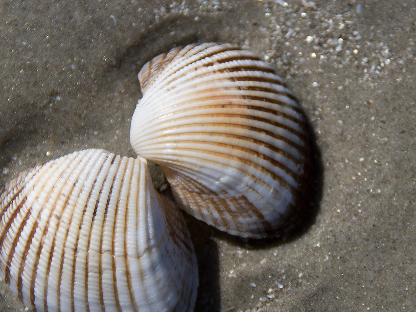I'm sure this shell has a name. Pin-striped bivalveus?