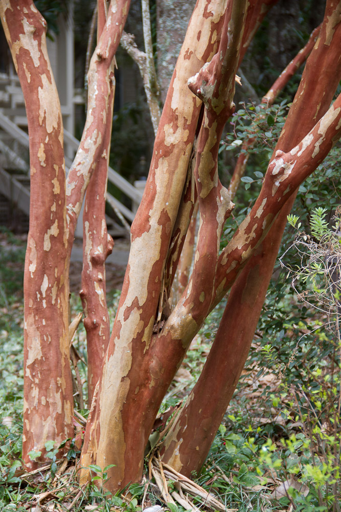 The colour of the bark draws the eye, and the patchwork patterning of the crape myrtle keeps it.  