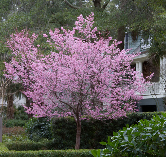 This tree was flowering when we arrived. But it is the only one I