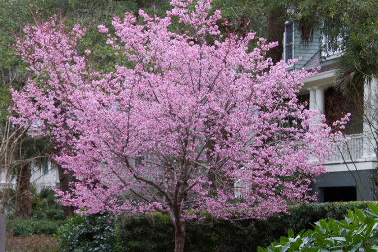 This tree was flowering when we arrived. But it is the only one I This tree was flowering when we arrived. But it is the only one I