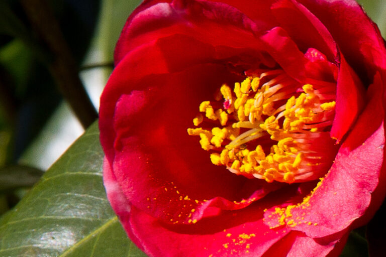 Camellias are now a mark of southern gardens. They were introduced to America in 1786, at Middleton Place. Camellias are now a mark of southern gardens. They were introduced to America in 1786, at Middleton Place.