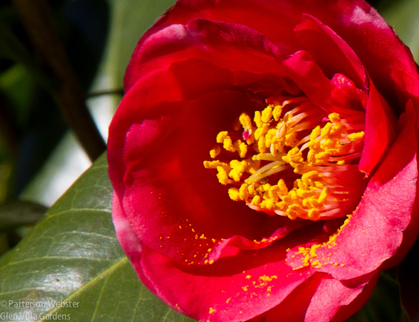 Camellias are now a mark of southern gardens. They were introduced to America in 1786, at Middleton Place.