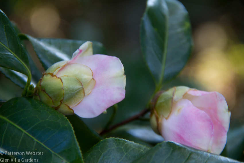 An unnamed camellia at Middleton Place.
