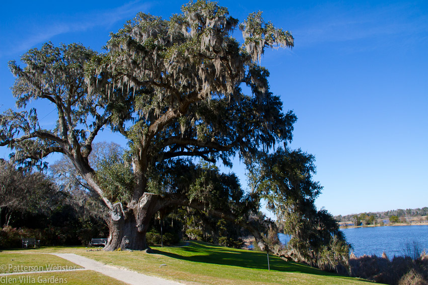 The trunk of the Middleton Oak is more than 10 feet in diameter. 