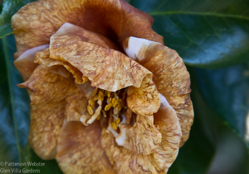 A faded camellia at Middleton Place.