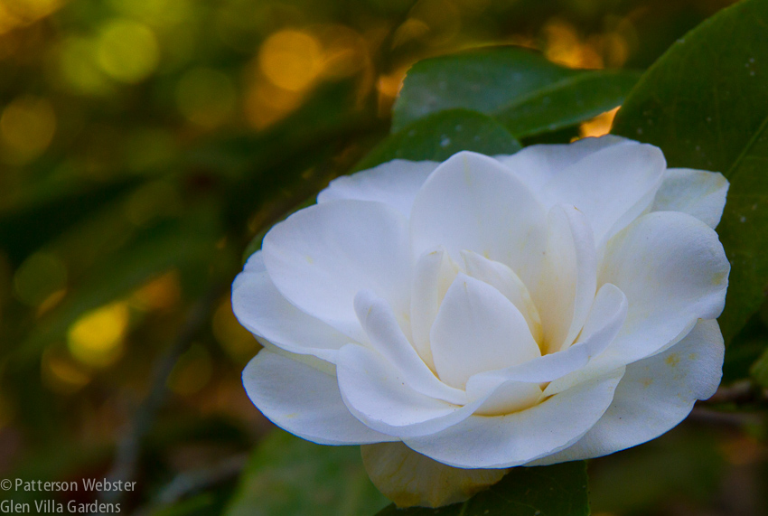 A pure white camellia captured my attention. I have to admit, it is quite lovely.