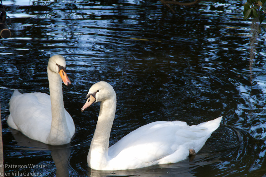 Swans pose on the canal at Middleton Place.