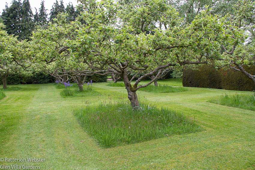 A small section of grass around each tree is left uncut to form a square. Do you think the square is too small? Too big? Just right? 