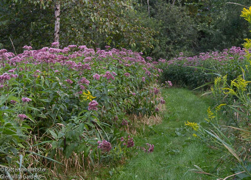A slightly elevated grass path makes this field of Joe Pye weed accessible.