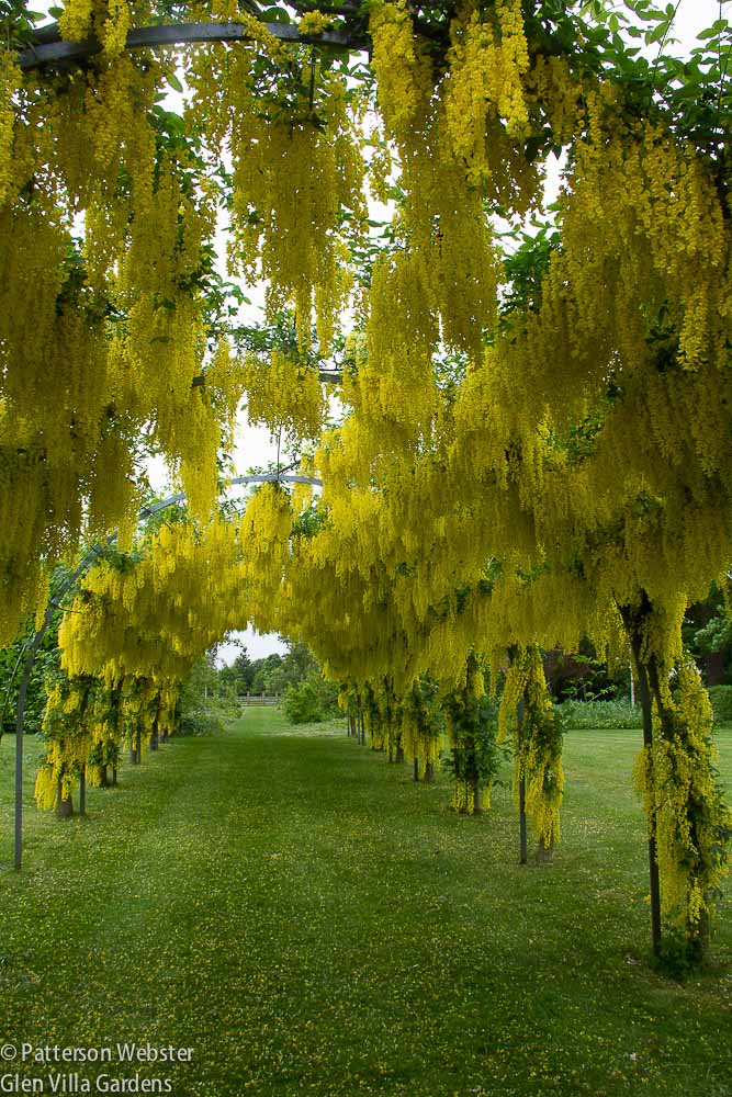 A laburnum arbour leads out towards the countryside at Broughton Grange in England.