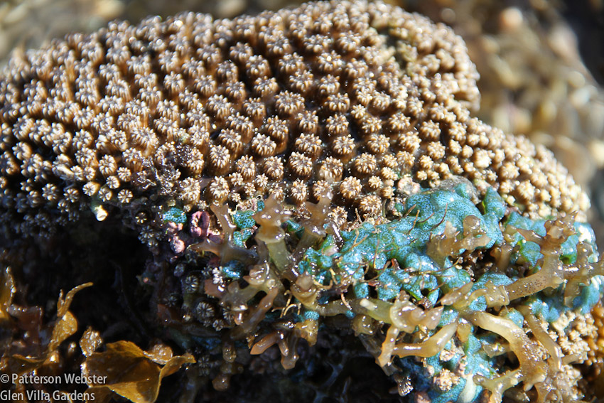 A colourful coral.