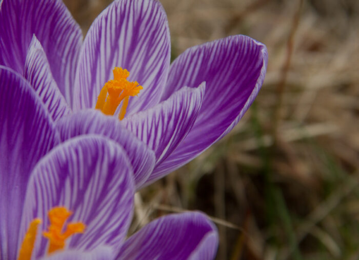 Crocus will bloom before too much longer. I hope. Crocus will bloom before too much longer. I hope.