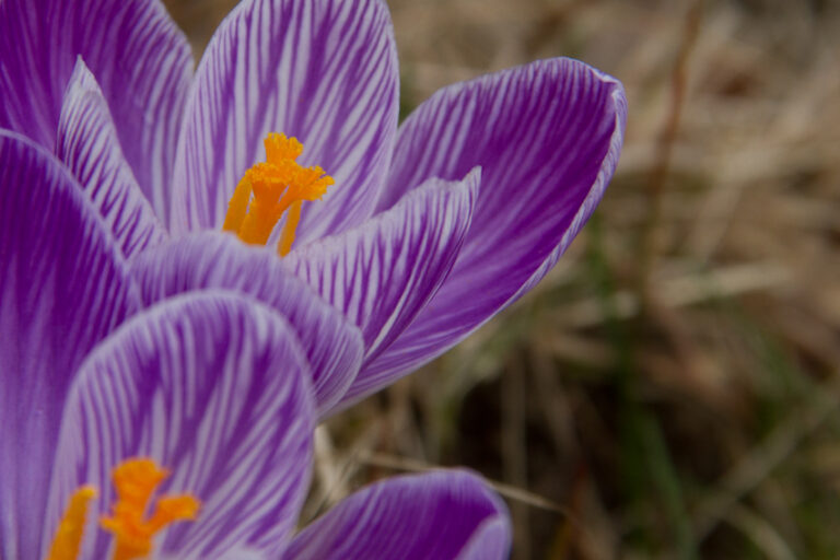 Crocus will bloom before too much longer. I hope.