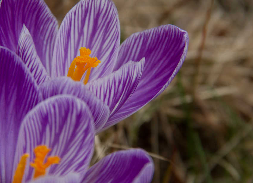 Crocus will bloom before too much longer. I hope.