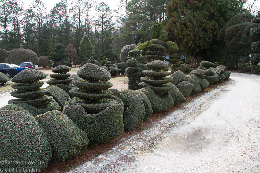 Small shrubs lining the driveway at Pearl Fryar's Topiary garden give a hint of the magic that is to come. 