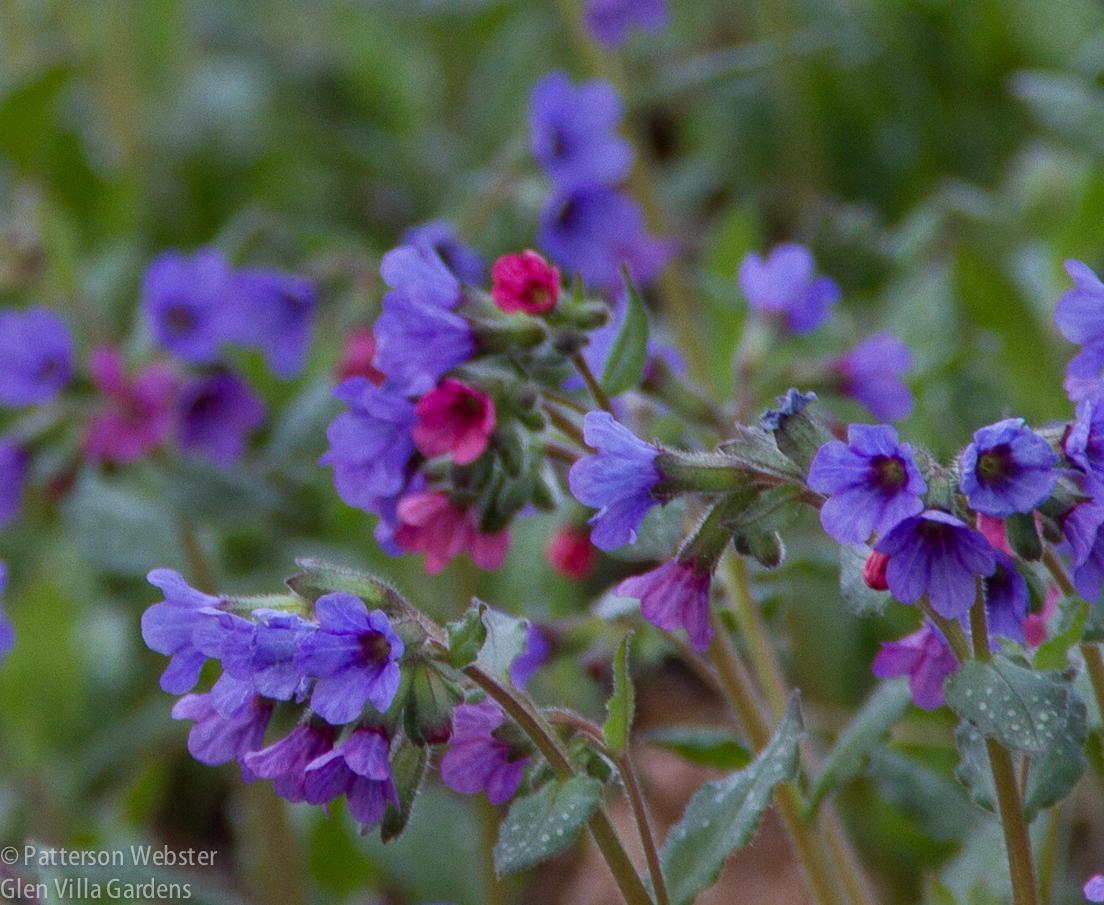The hairs on the stems and leaves of Pulmonaria, or lungwort, may have been useful as an expectorant.
