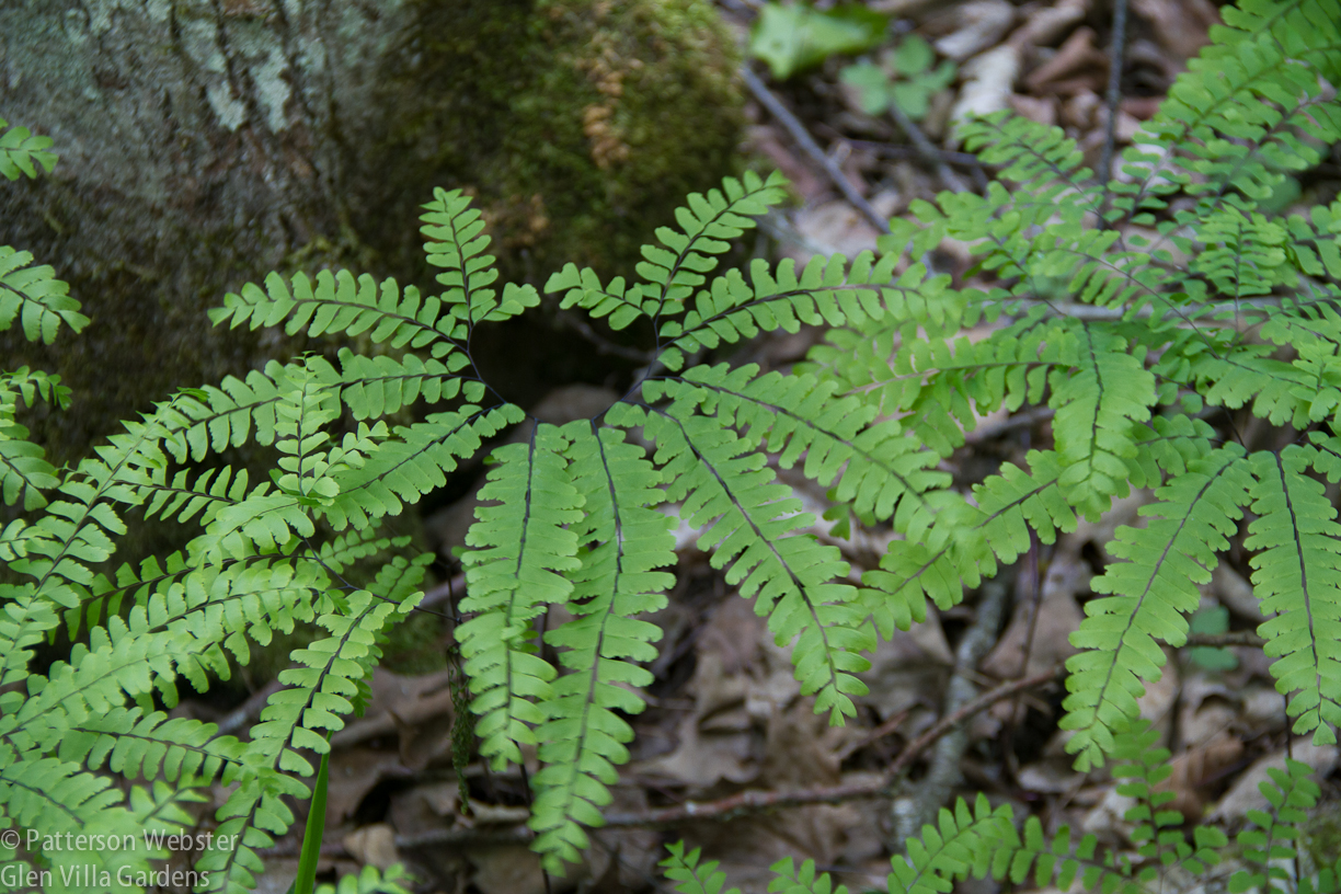The fronds of maidenhair fern are arranged like a tiara. 