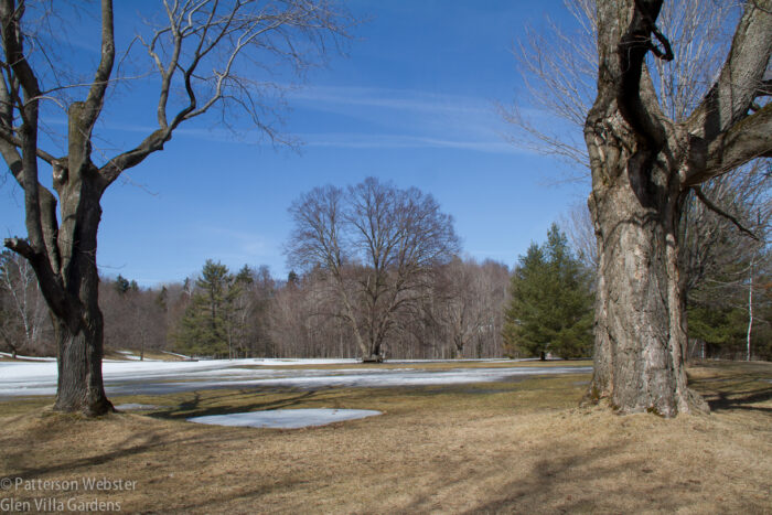 The linden tree is framed between two old maple trees, planted over 100 years ago. The linden tree is framed between two old maple trees, planted over 100 years ago.
