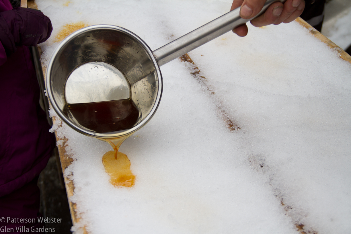 A small quantity of sap is poured onto the snow.
