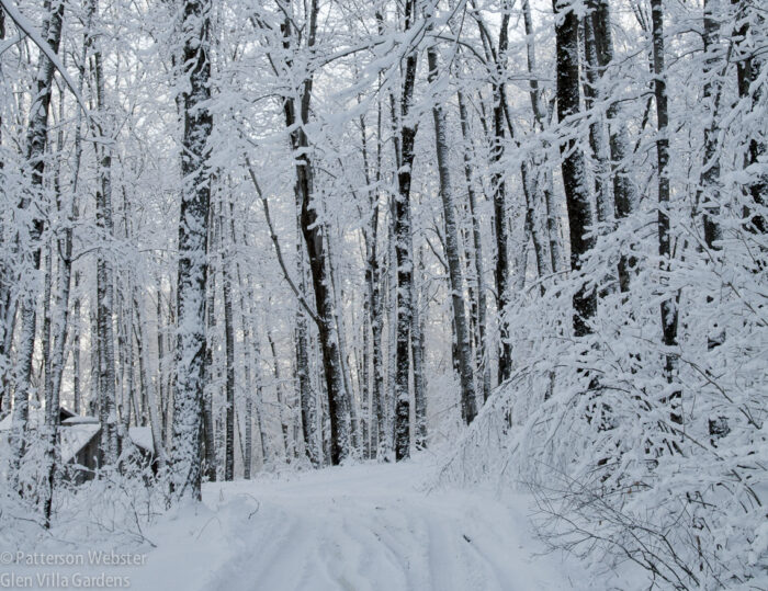 In January the woods were thick with snow. The sugar camp itself is barely visible, on the left. In January the woods were thick with snow. The sugar camp itself is barely visible, on the left.