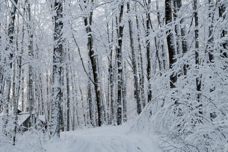 In January the woods were thick with snow. The sugar camp itself is barely visible, on the left.
