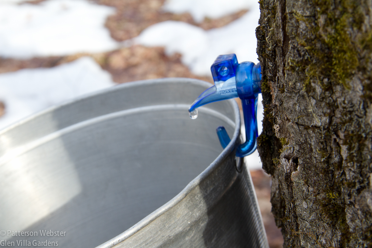 Buckets hang from a hook that is inserted into the tree. Tapping the same tree too many years in a row isn't good for the tree.  