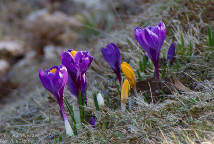Crocus on the lawn at Glen Villa, April 2015. Crocus on the lawn at Glen Villa, April 2015.