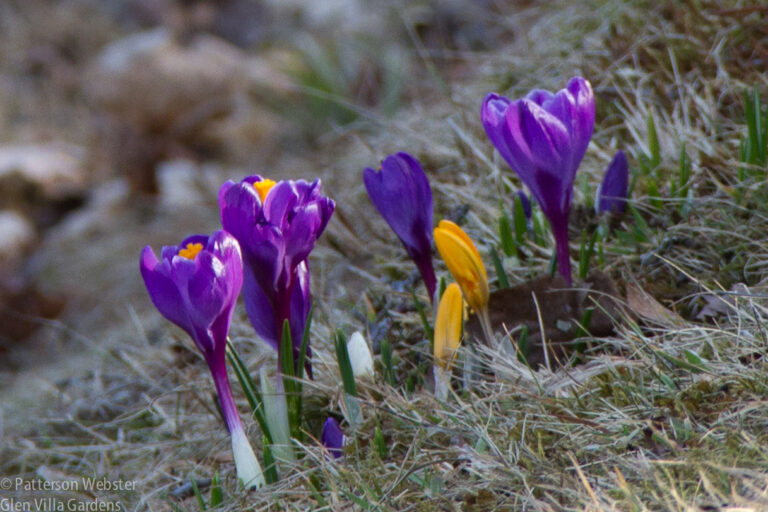 Crocus on the lawn at Glen Villa, April 2015.