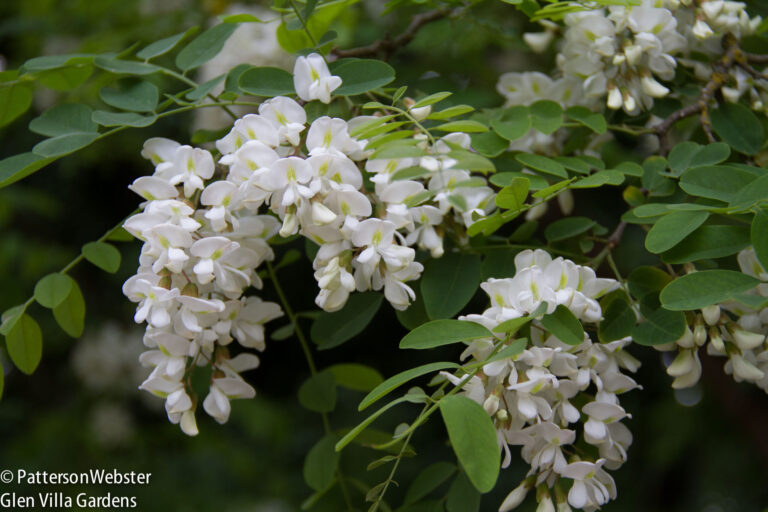 Black locust in bloom = heavy perfume.