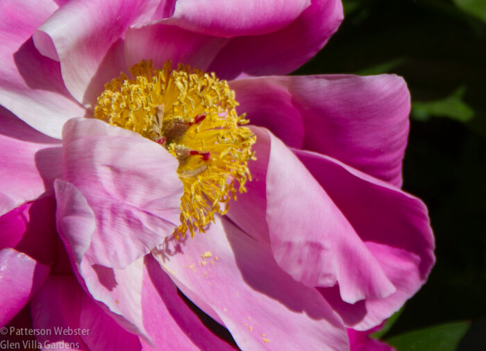 A single blowsy pink rose at La Foce. I love the fuzzy yellow centre. A single blowsy pink rose at La Foce. I love the fuzzy yellow centre.